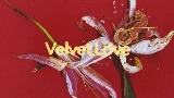Videominiatuur Velvet Love